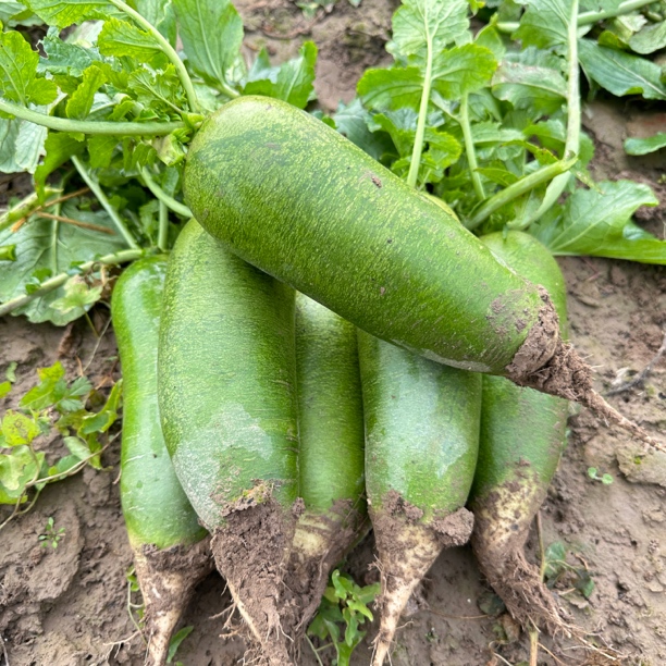 天星2号水果萝卜天津产地现拔自家种植脆甜新鲜蔬菜