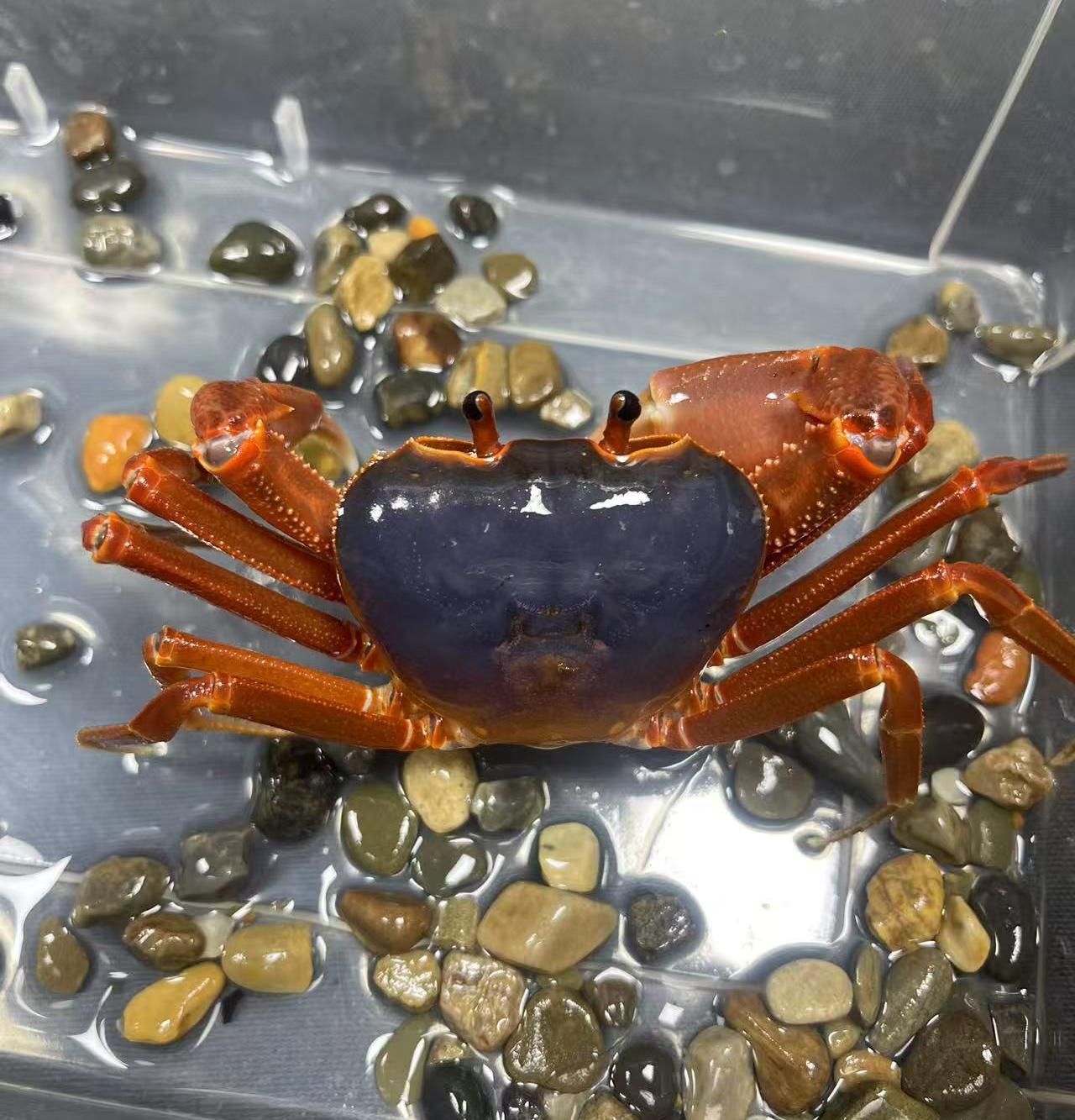 平果内溪蟹宠物蟹观赏蟹漂亮长腿螃蟹
