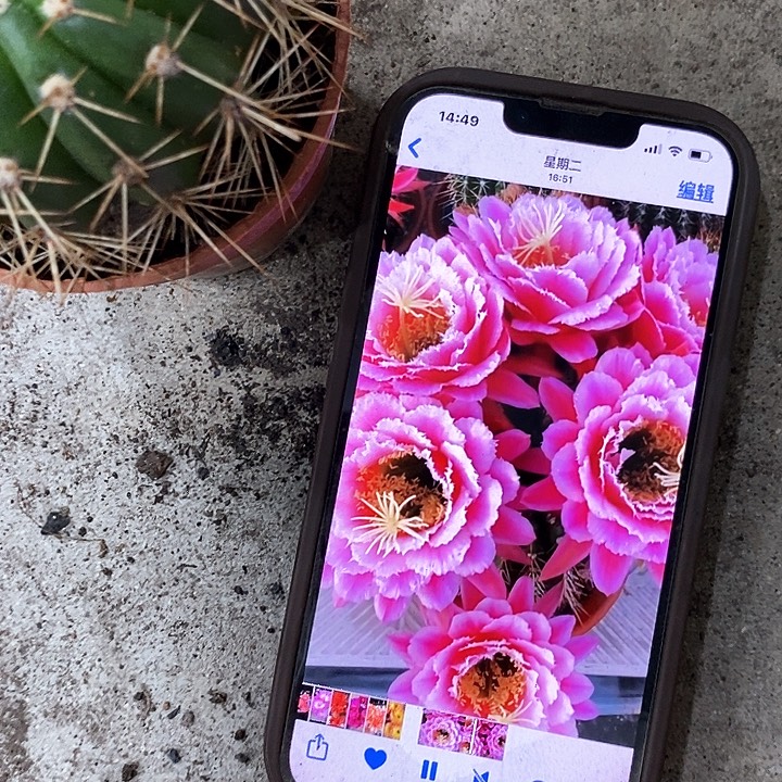 七仙女毛花，5-7公分左右