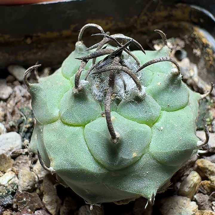 480碳刺升云龙脱土发货