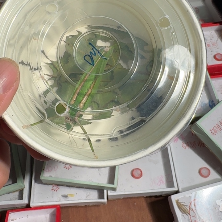 王***忠蟋蟀1111112111111王元