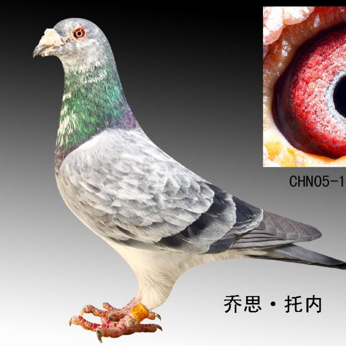 信鸽，成绩鸽，大名家，血统鸽，天落鸟