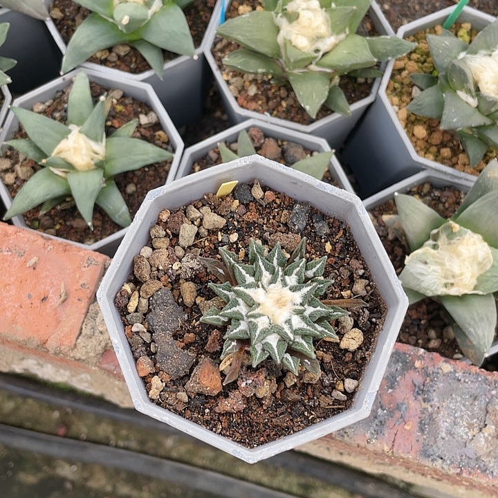 实生4.7cm黑牡丹福利