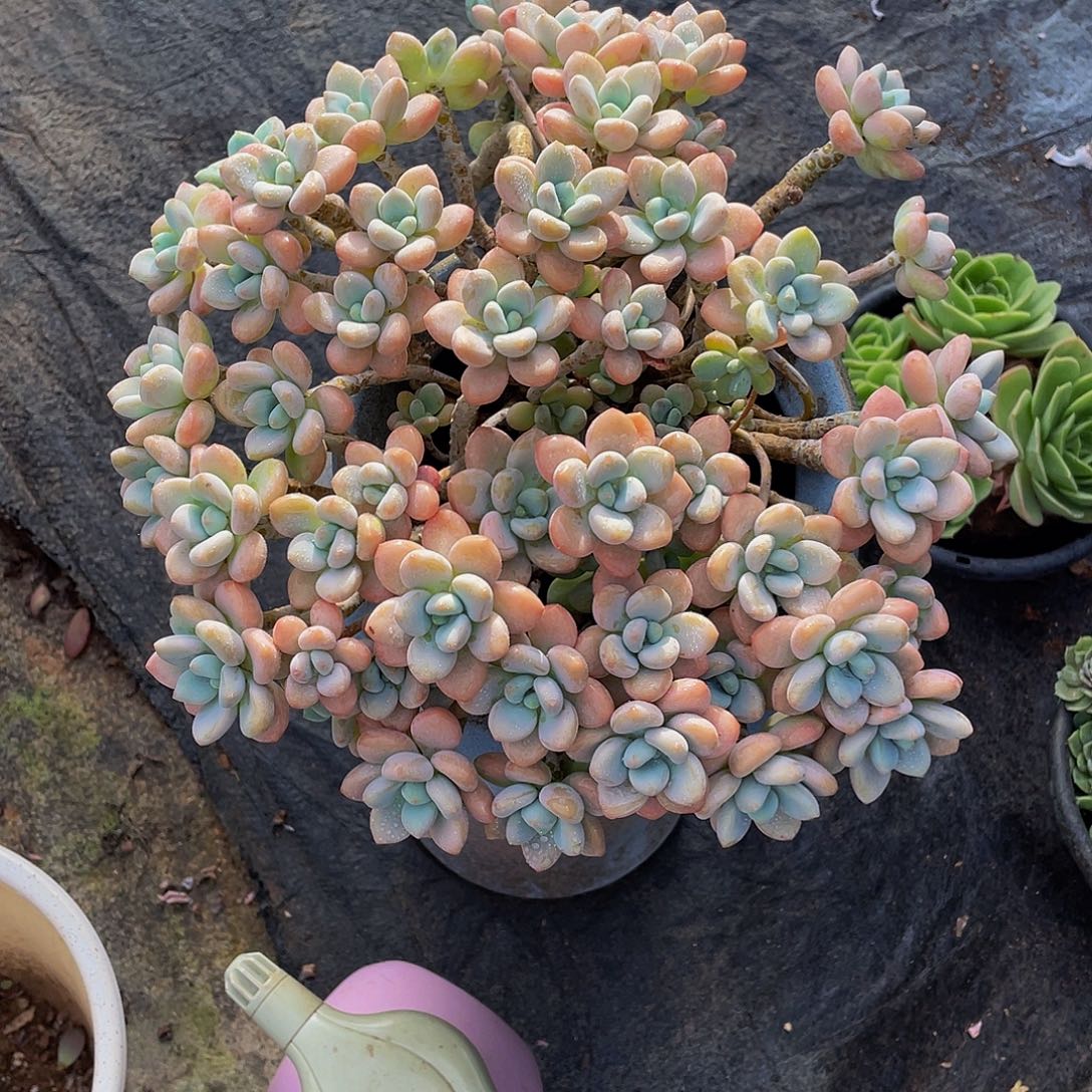 洛神多肉植物大群