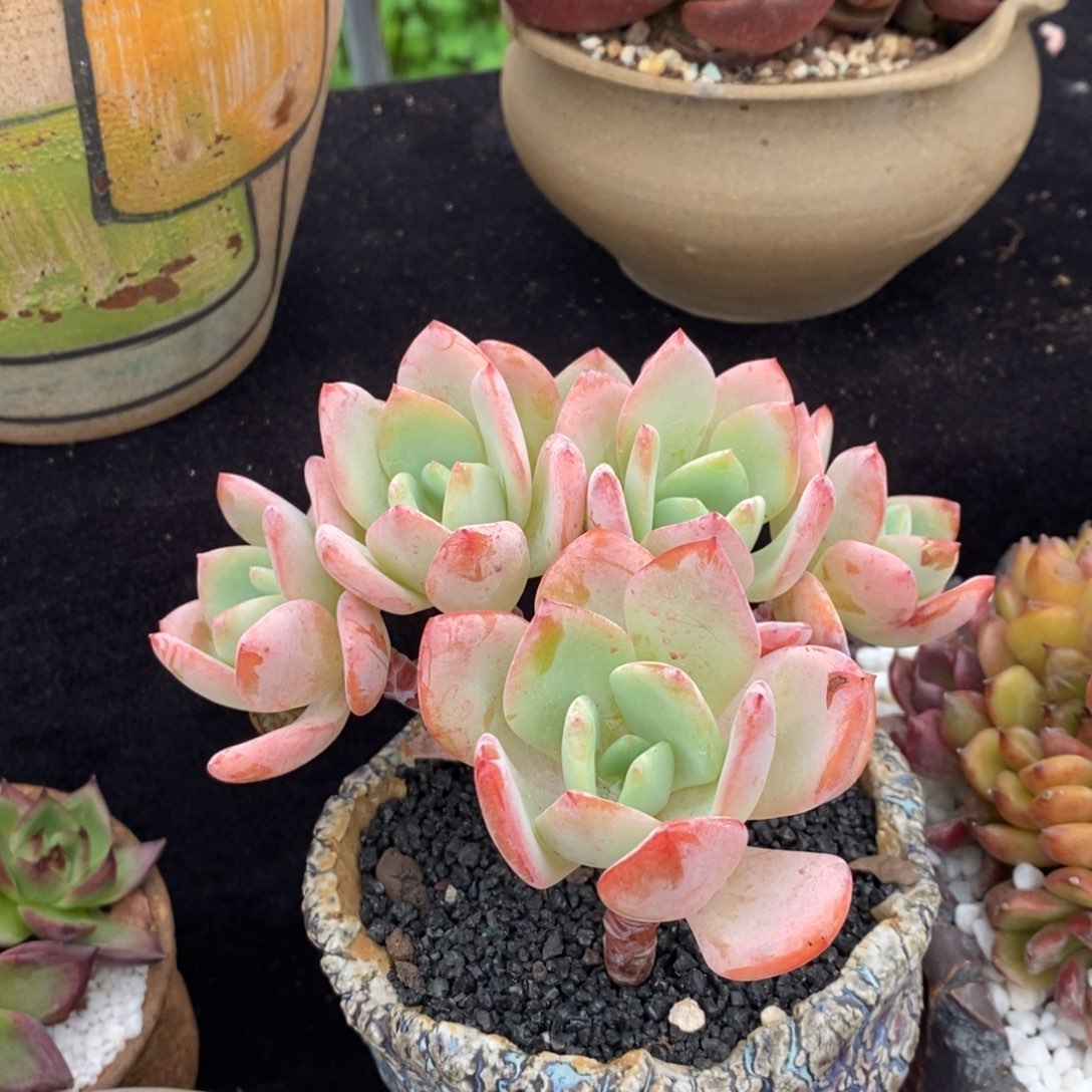 白月光多肉植物盆栽