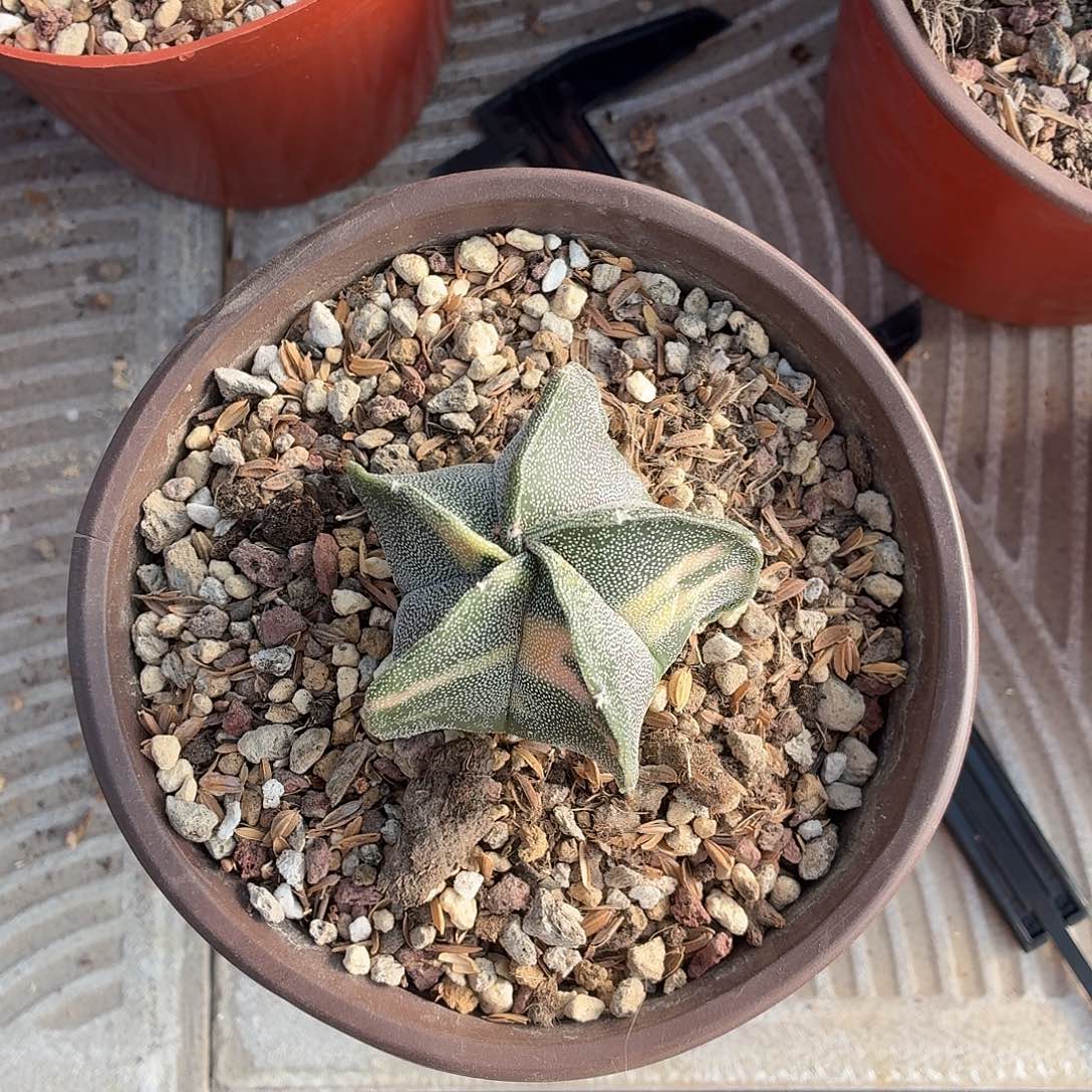 A***C无花朵银沙鸾锦！！！！！！！！