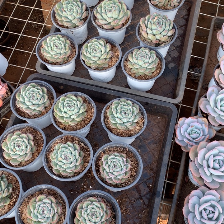 胖体雪花珍妮多肉植物两单包邮