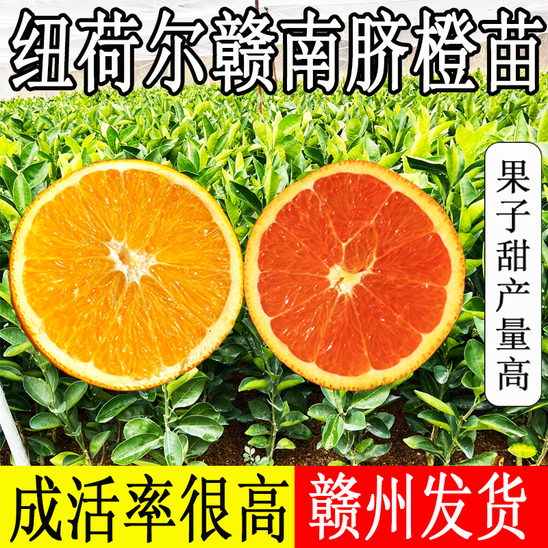 纽荷尔正宗赣南脐橙卡拉血橙裸根草本种苗