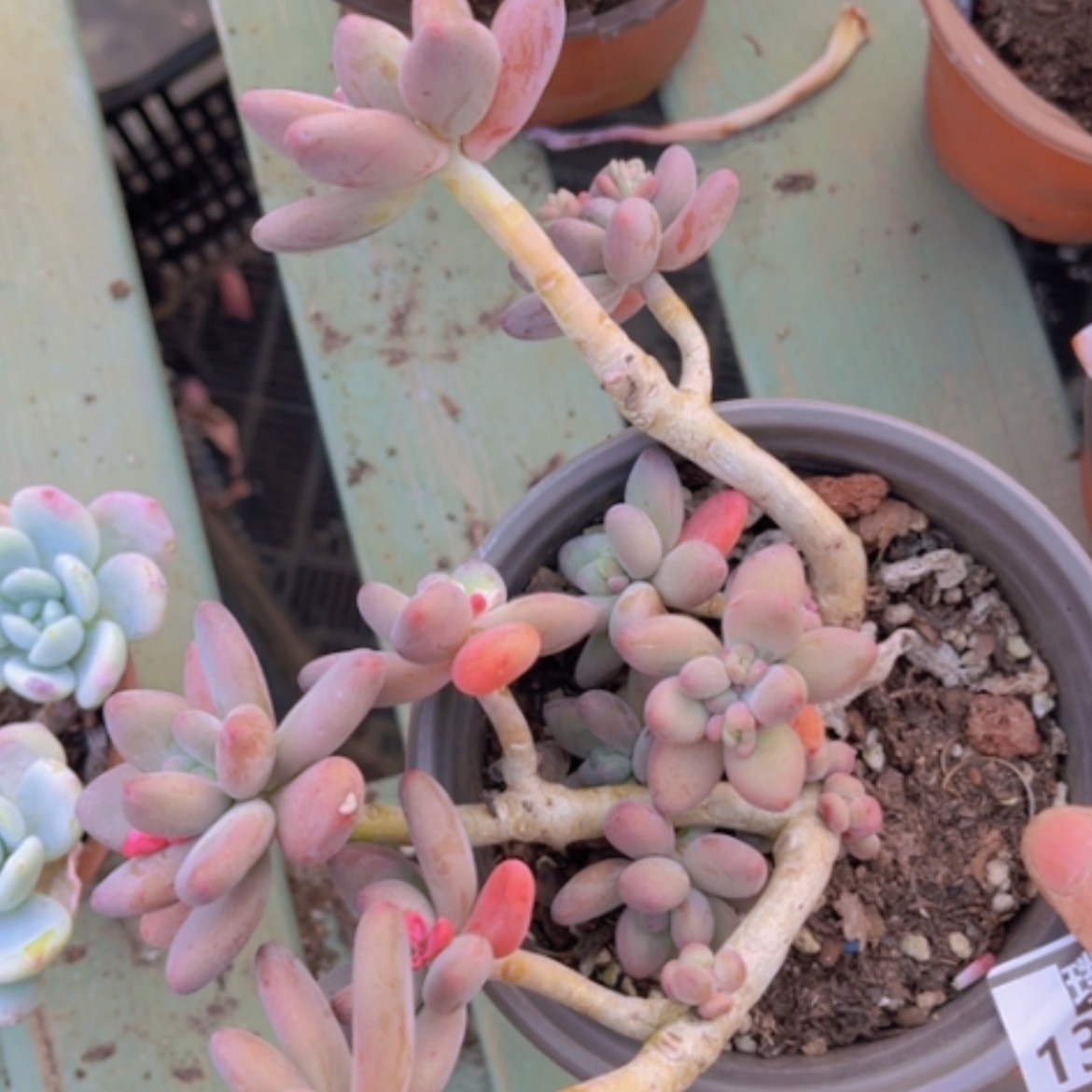 【闪购商品】苹果奶13275