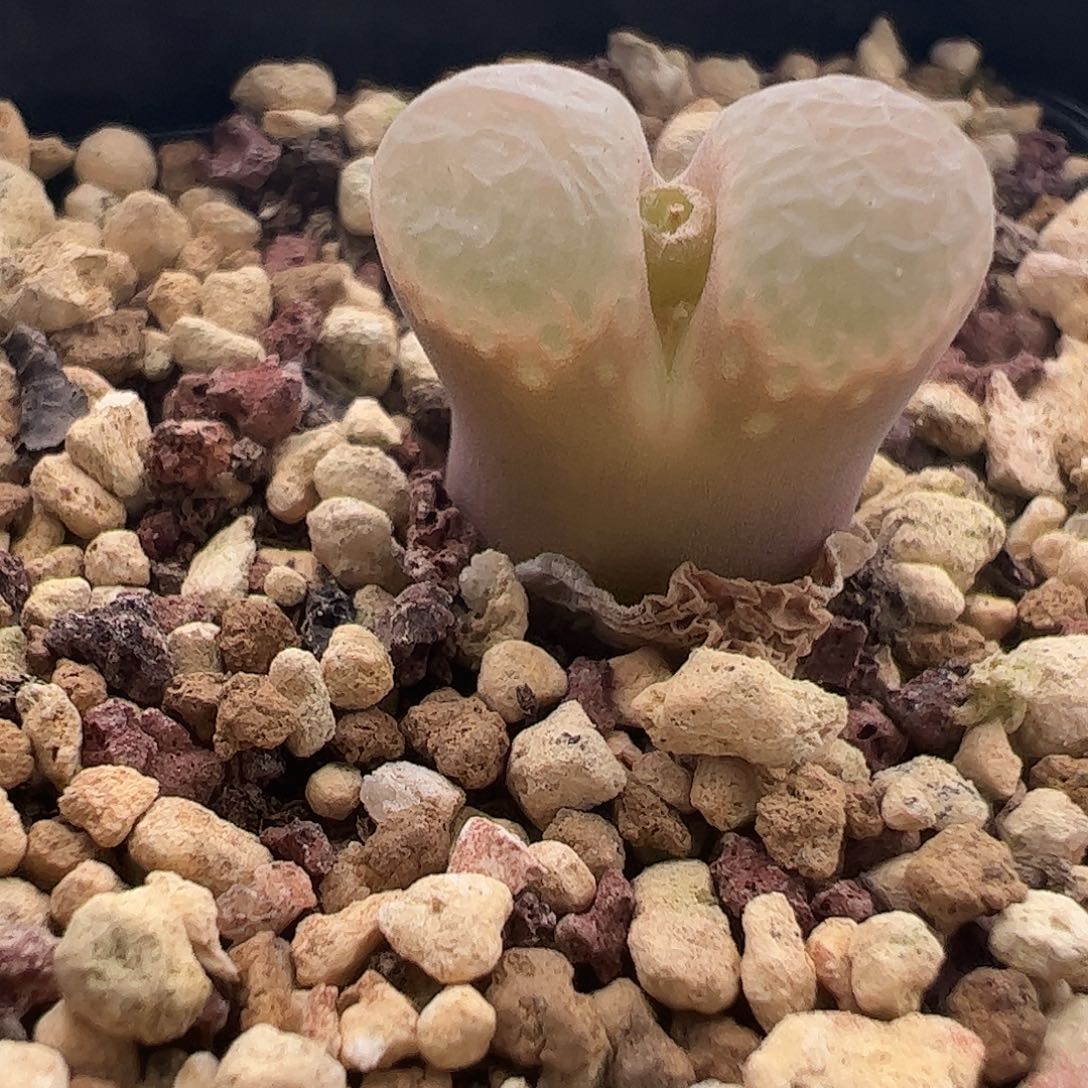 一物一拍脱土发10Km.   35