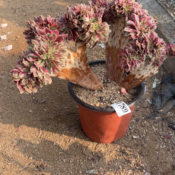 789号粉女巫缀化多肉