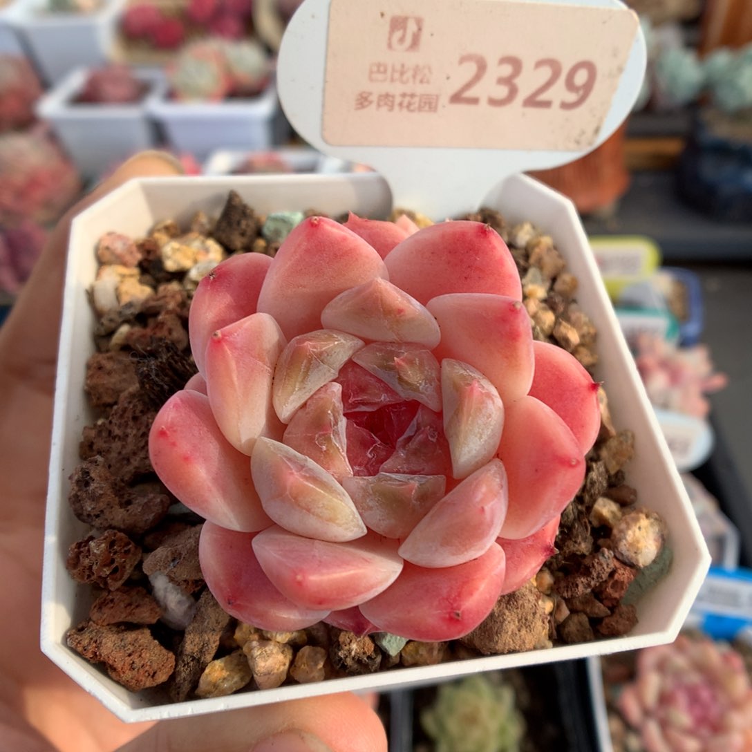 2329樱花冰魄多肉植物