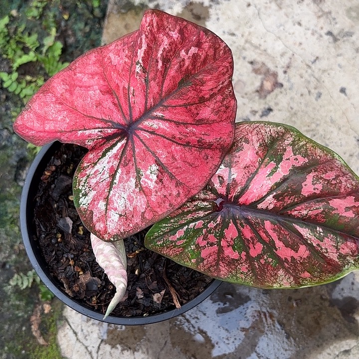 62-1203彩叶芋广东现货