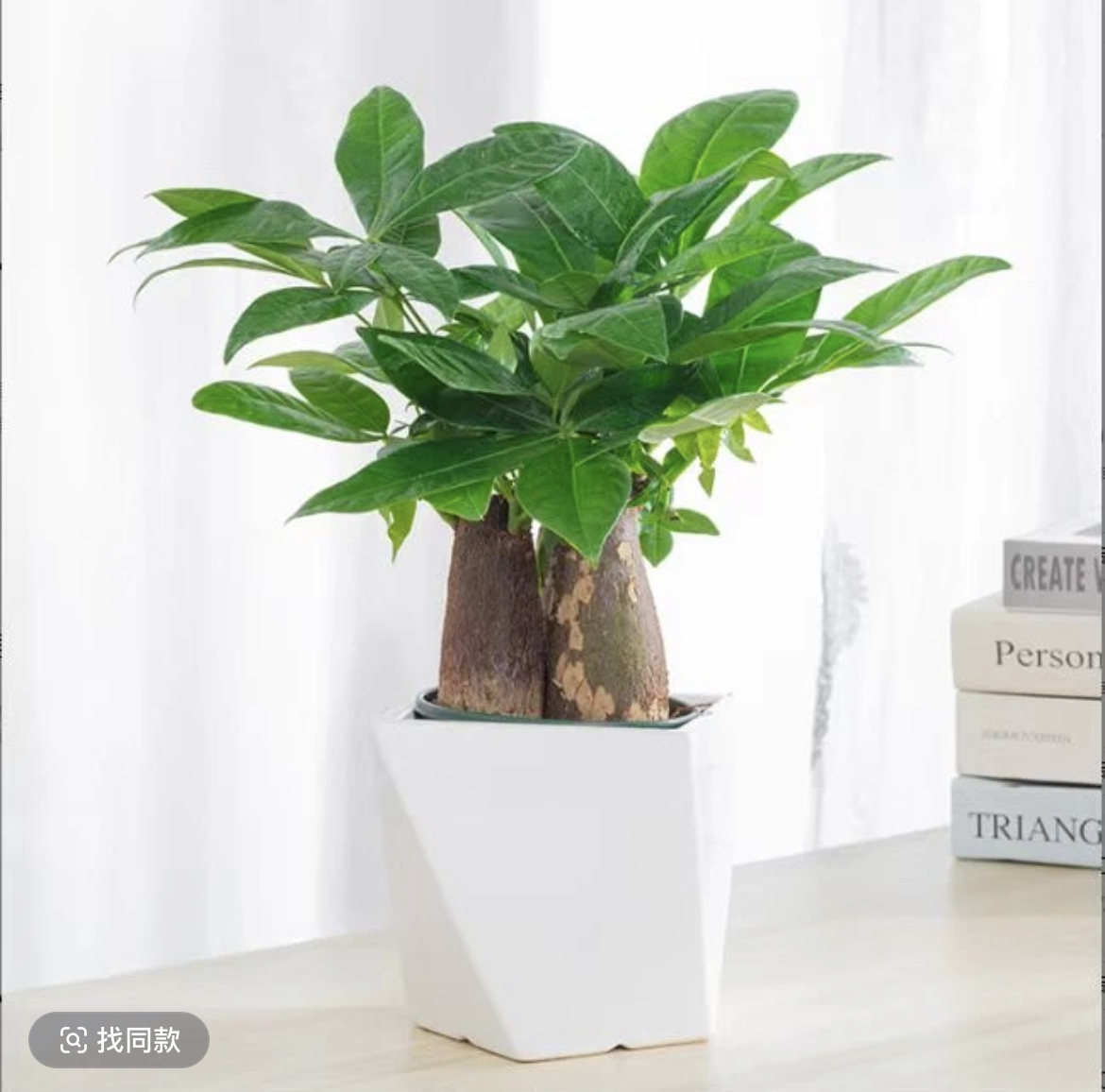 【三杆发财树】C1三杆发财树盆栽室内绿植花卉绿植盆栽易养护办公室