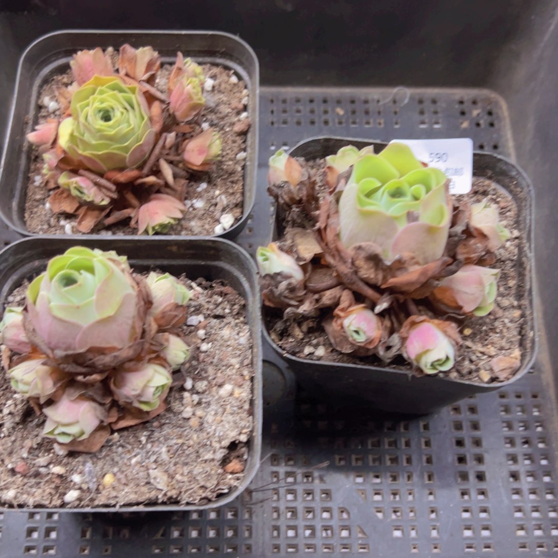 590 侧牙掉了不包损无售后