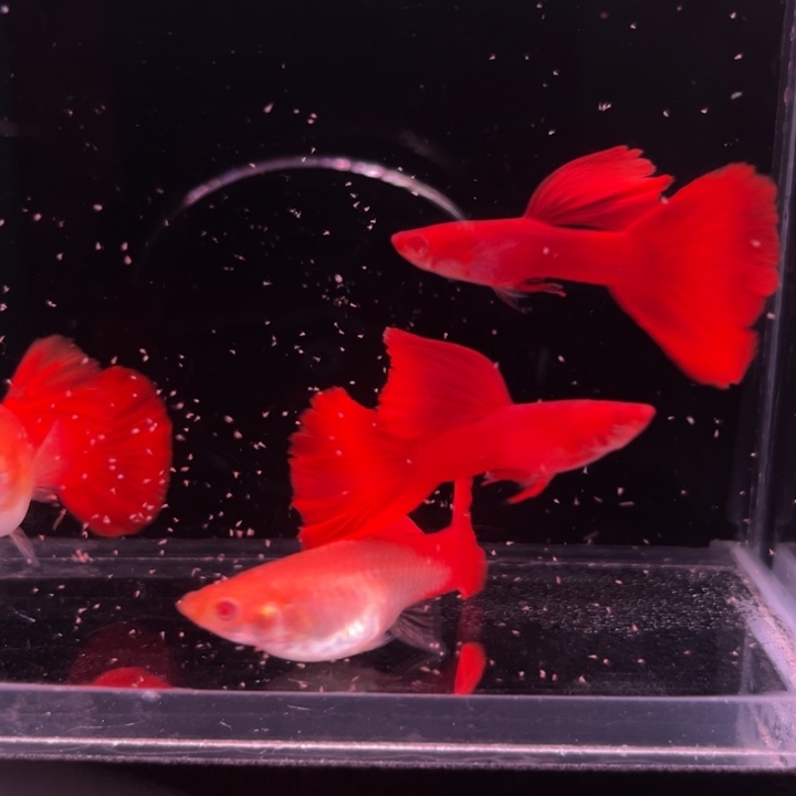 孔雀鱼血红种鱼2对