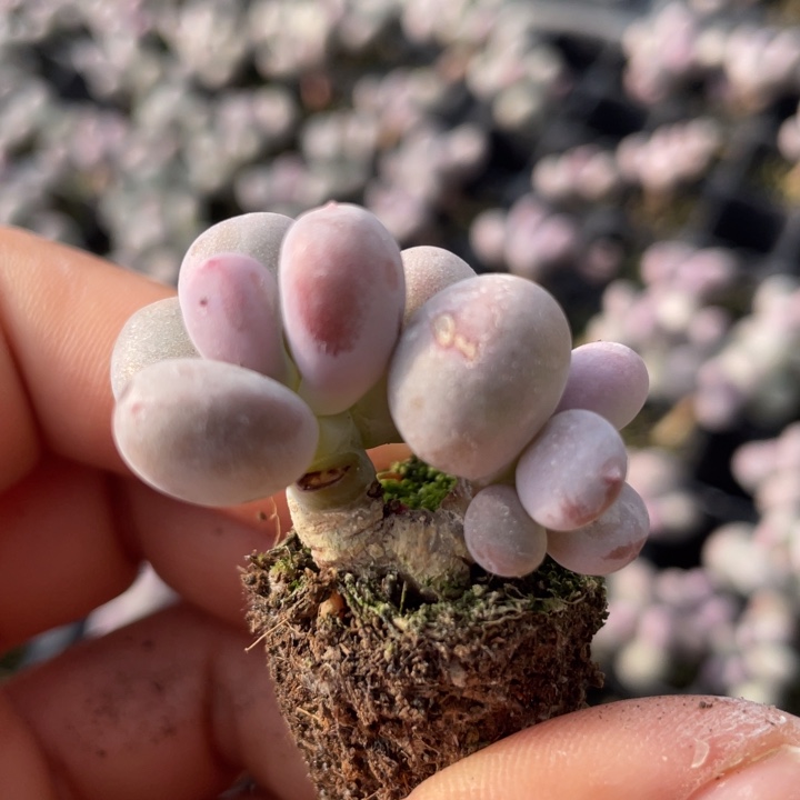 一物一拍满18包邮