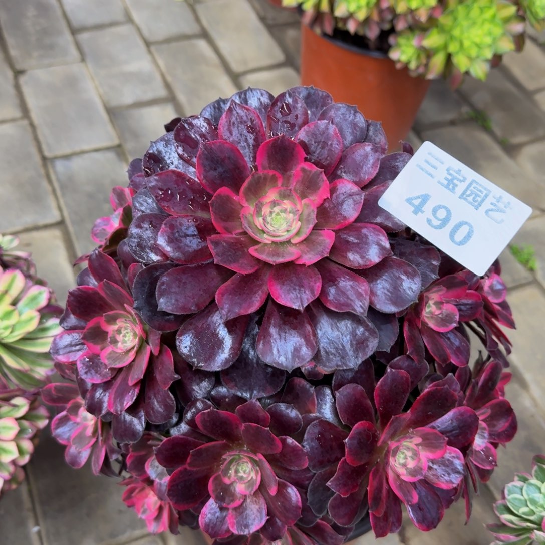 废*姐多肉植物490美杜莎