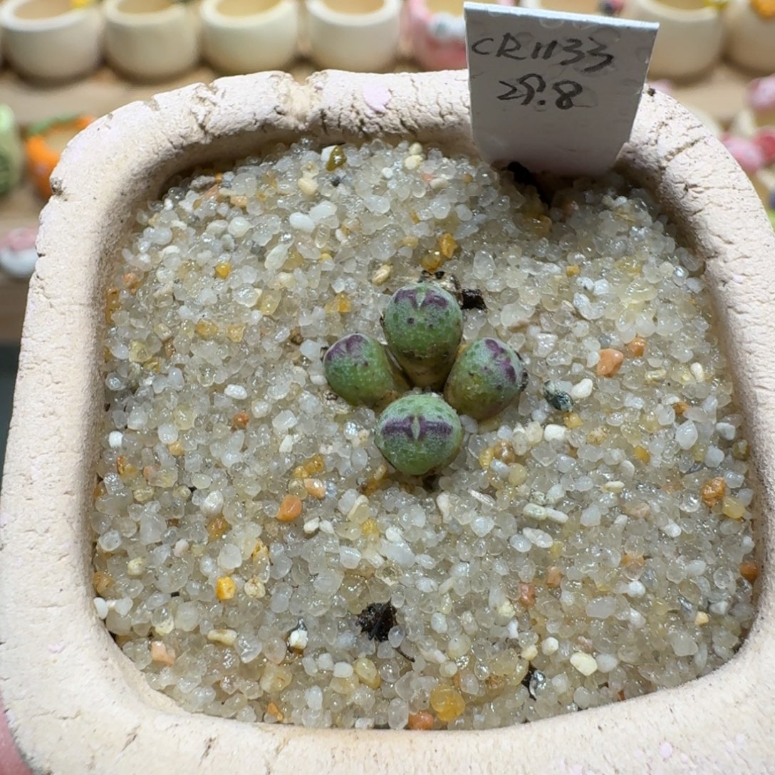 蘑菇1106原始斑马多肉植物