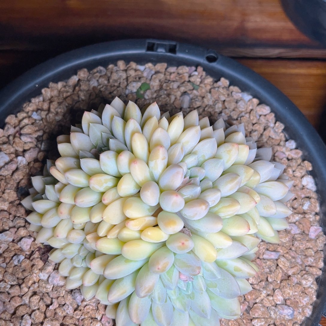 浅陌小姐妹寄养的