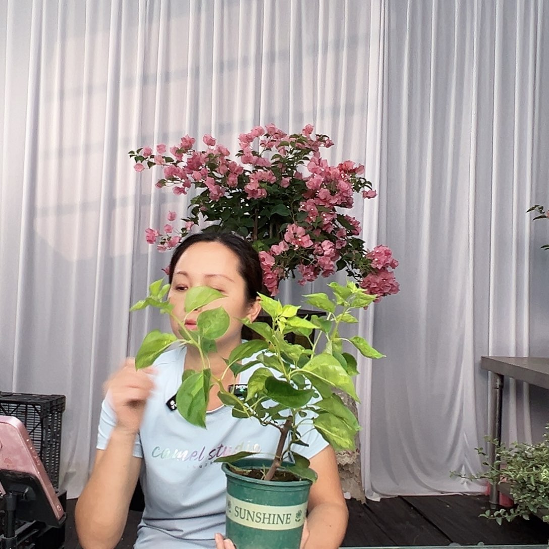 大部分开放少量花苞暗夕掌中宝一颗