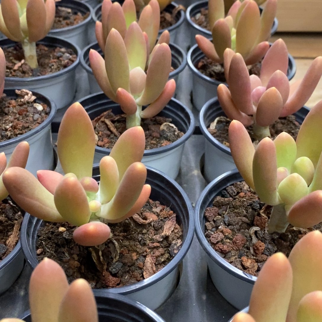 01。金蟾。福利多多