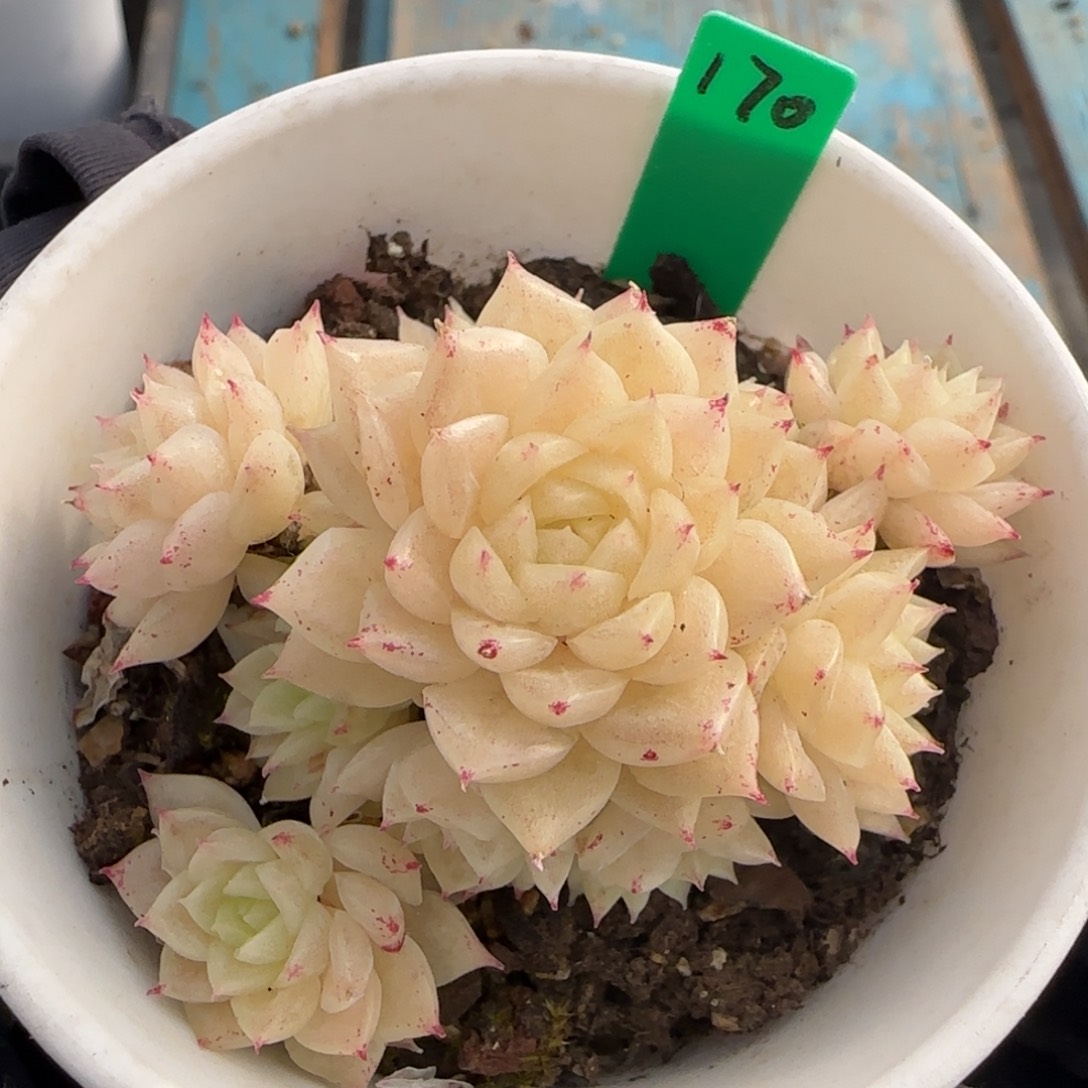 多肉170    麦秆不包整  5厘米盆h