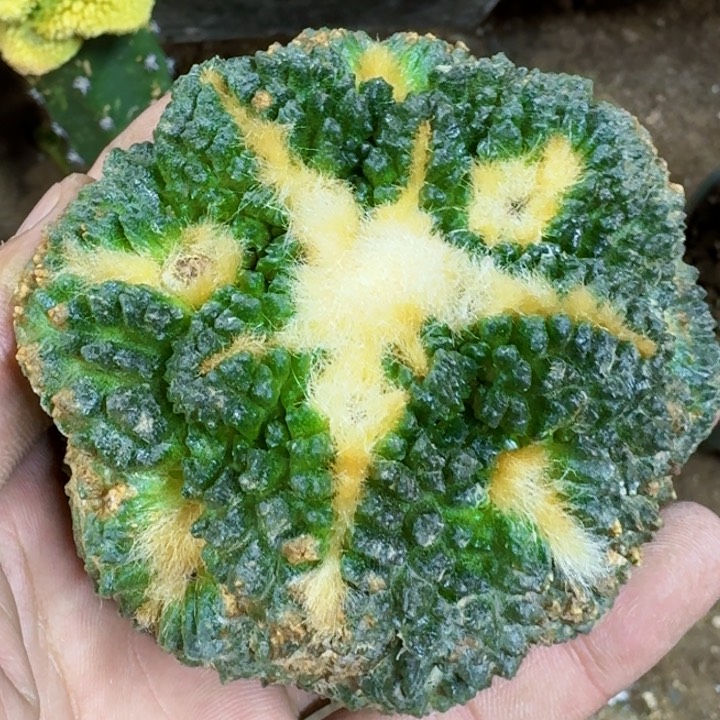 福利苗接大尤龟甲647