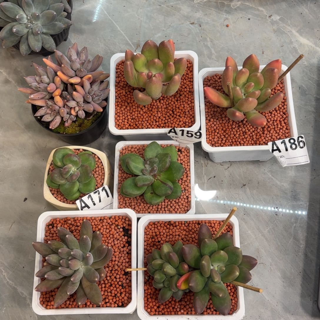 多肉植物美人杂交7颗