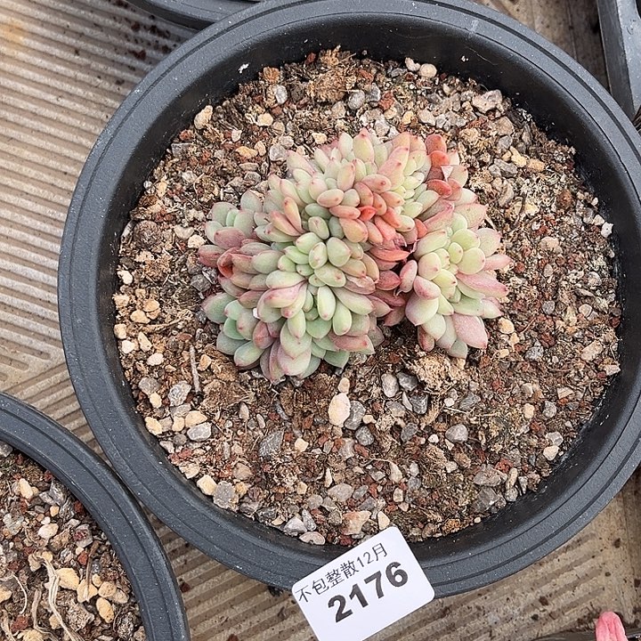 阿雅园艺。      2176爱丽儿缀