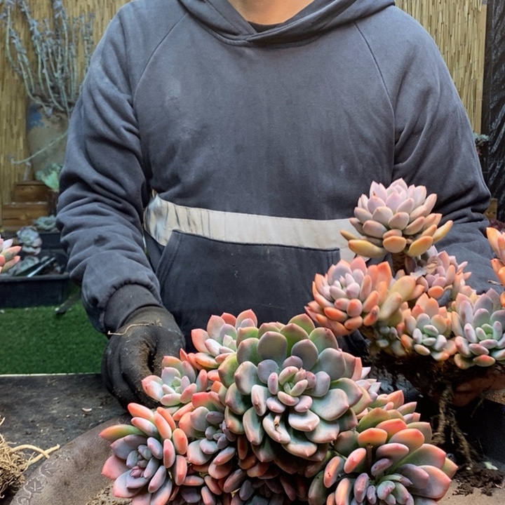 向***往472号灰姑娘多肉植物