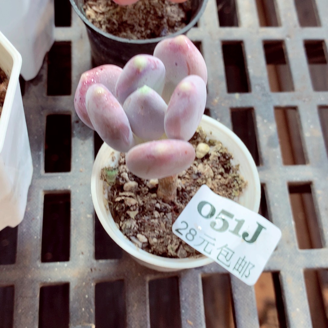 5厘米盆精控多肉051