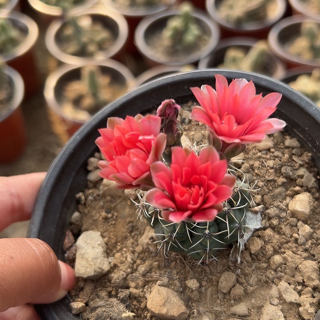 多肉植物多肉植物