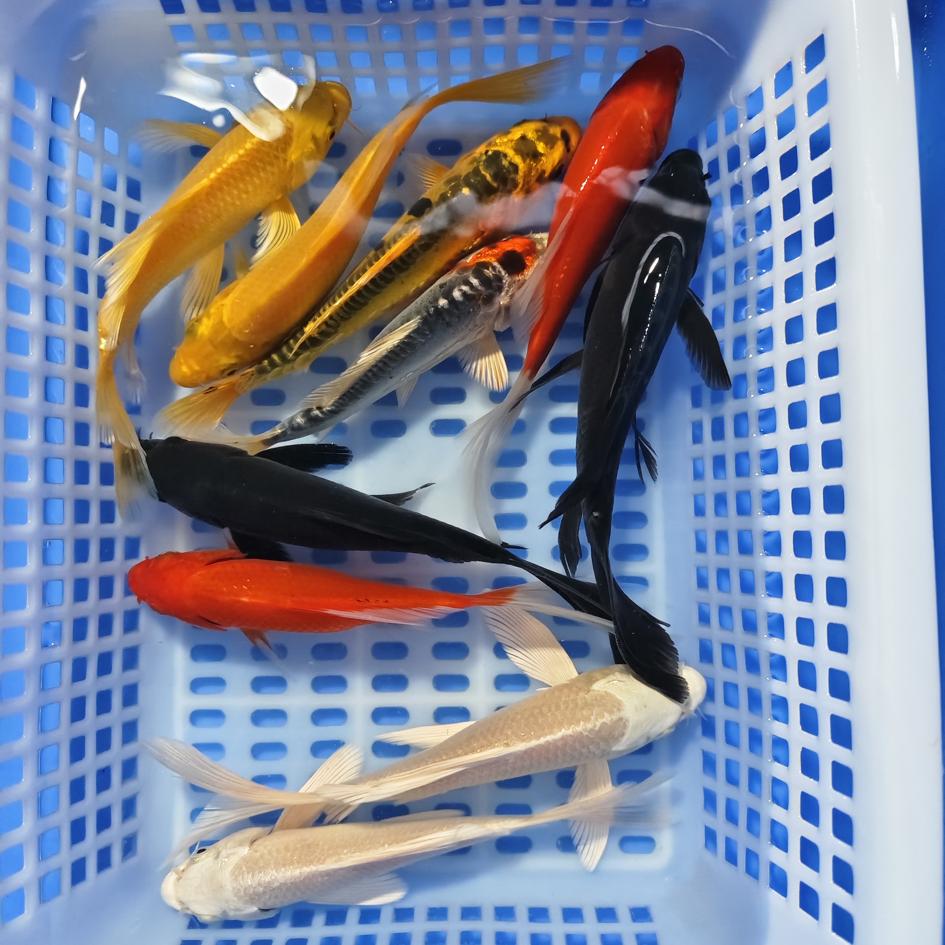 【5-9公分随机混搭3条】包邮不包损