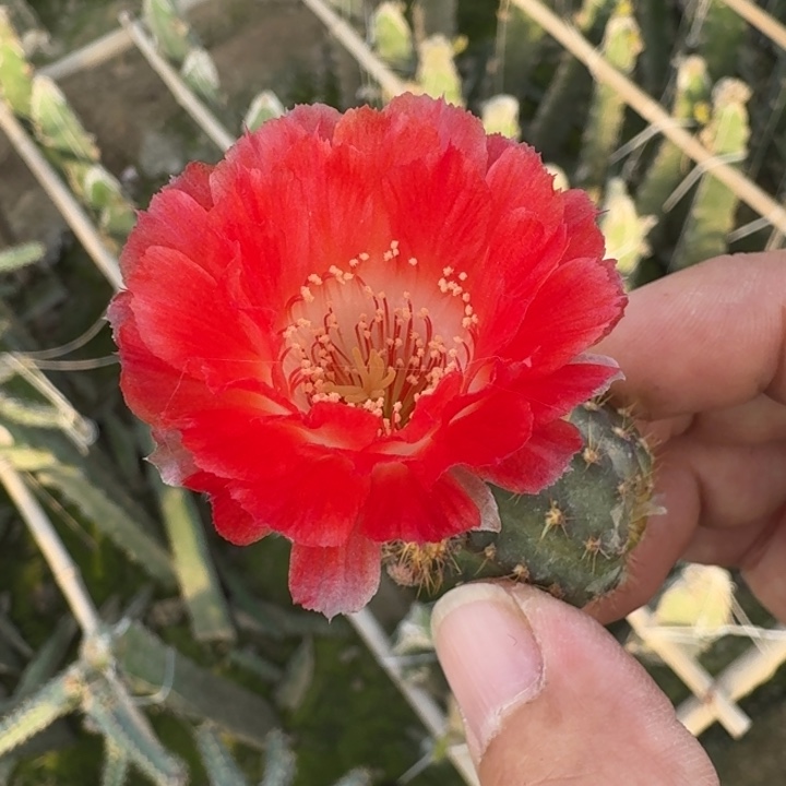 241丽花红舞裙歪2到3公分左右无根侧牙，20包邮