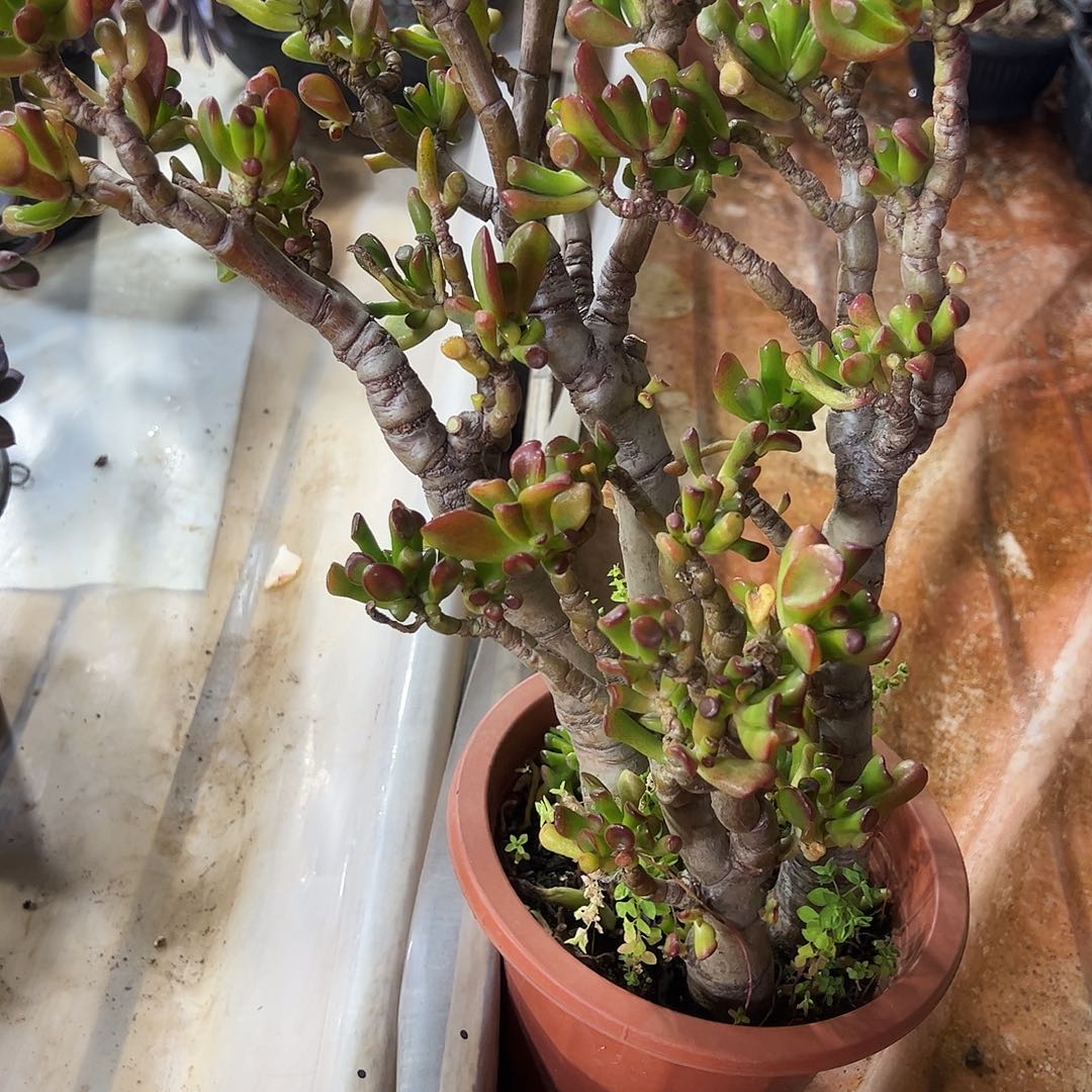 吸财树老桩多肉植物