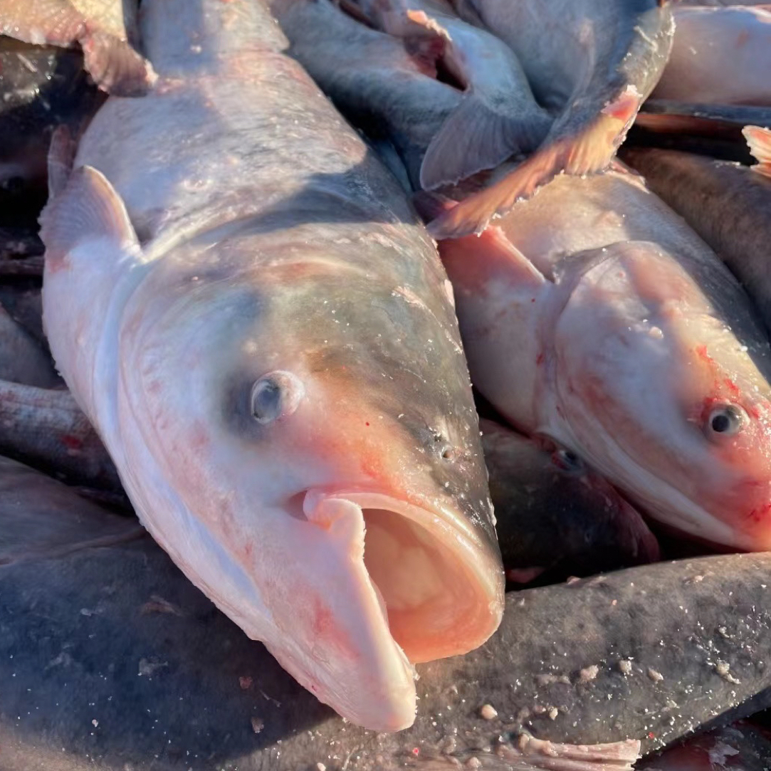 东北冷水小胖头鱼5斤（4条鱼）