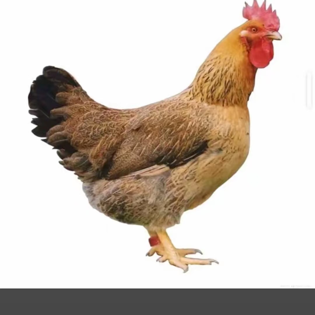 一年以上林下跑山老母鸡现抓现杀