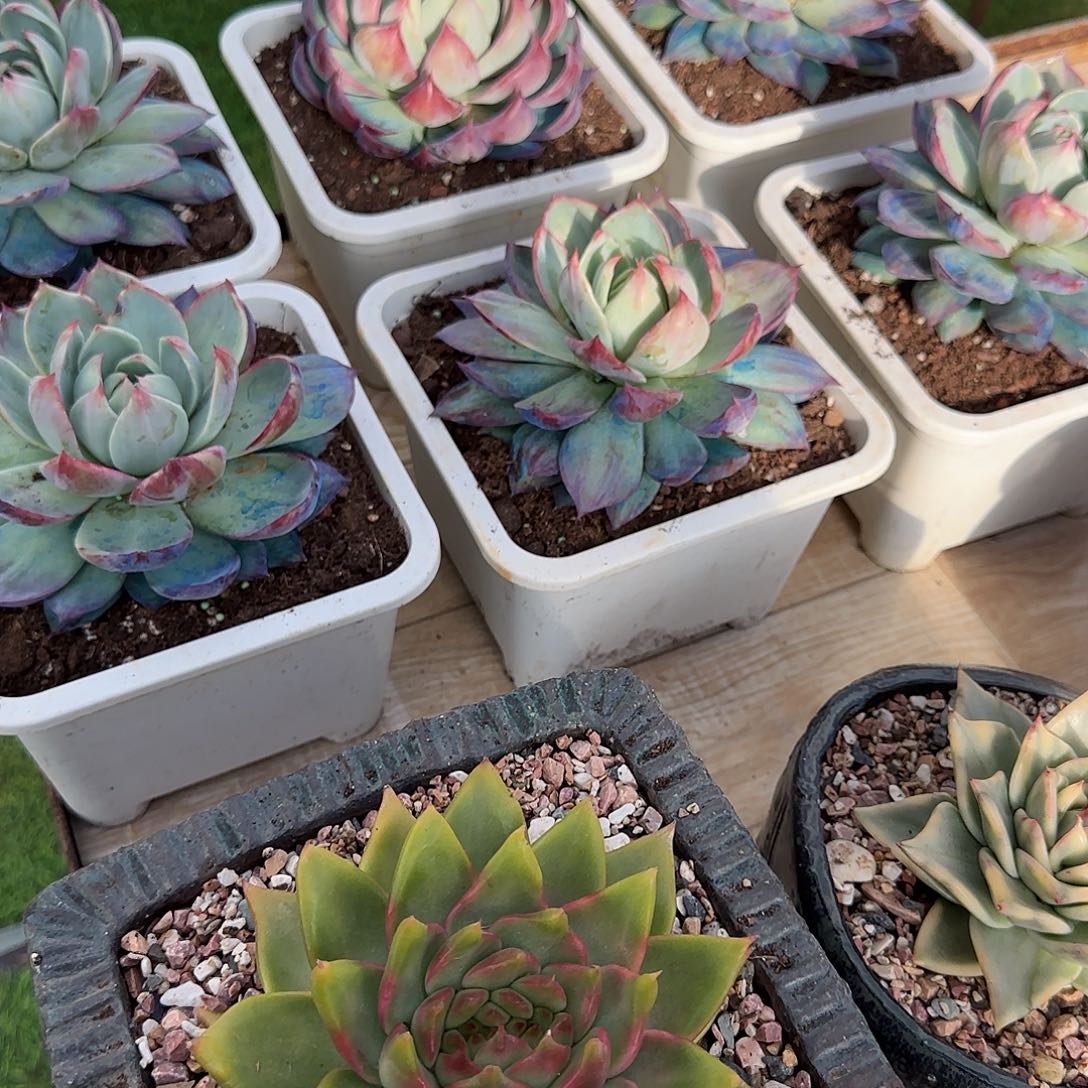 燕***子生日福利 充200送200