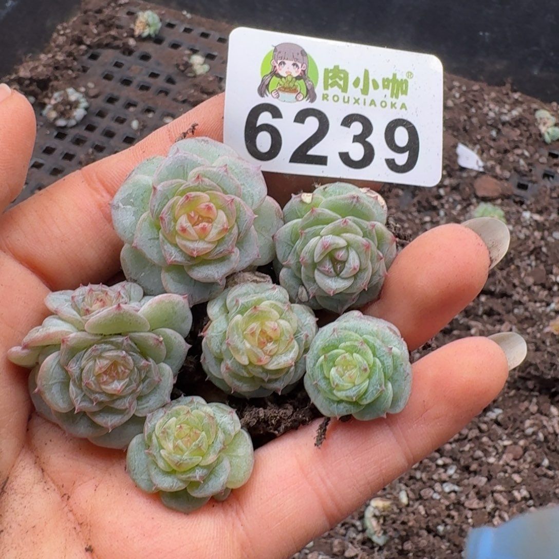 多肉植物多肉植物