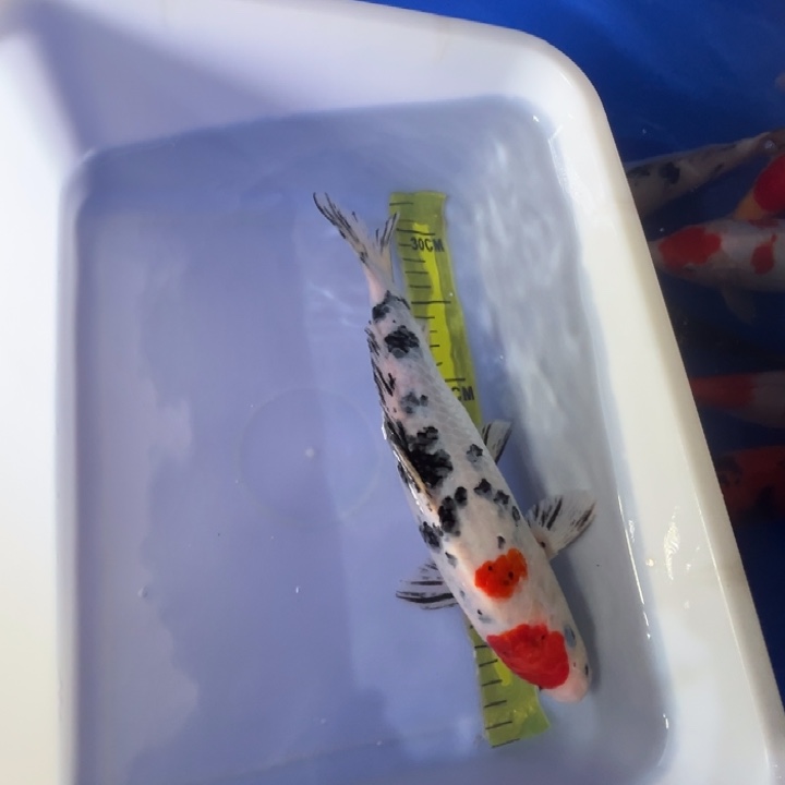 锦鲤锦鲤红白三色