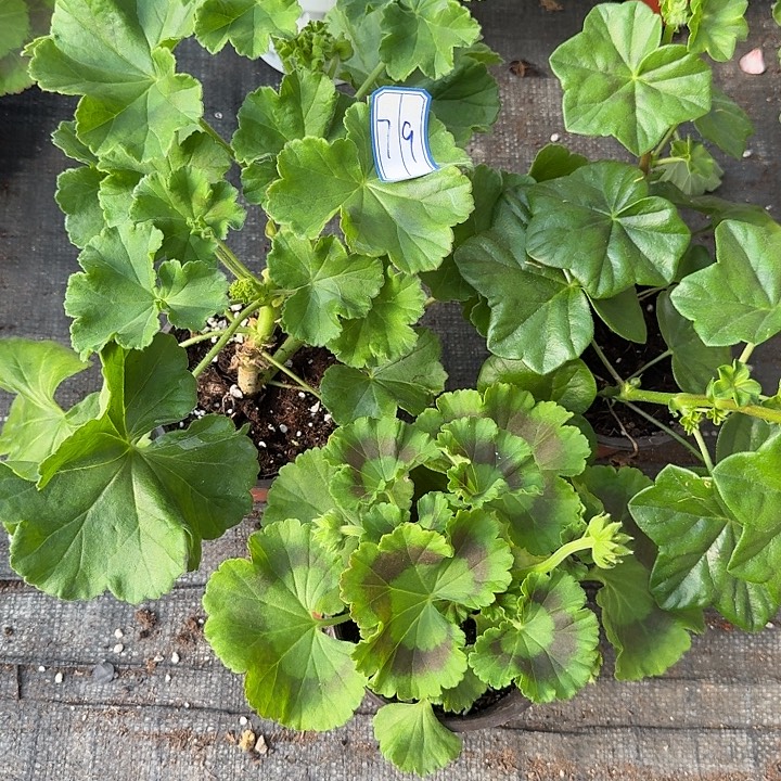 完全开放天竺葵79号