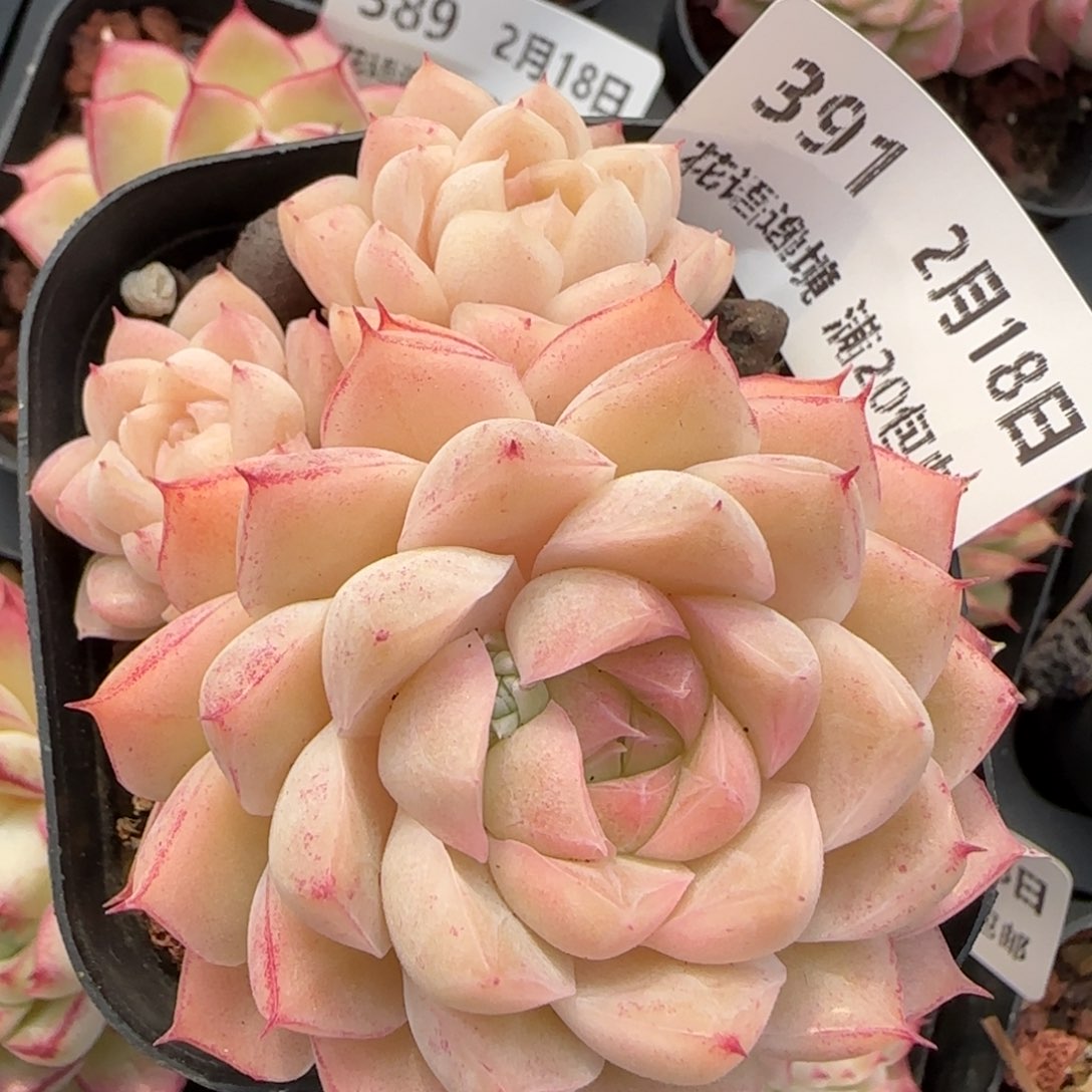 花语逸境0218-391