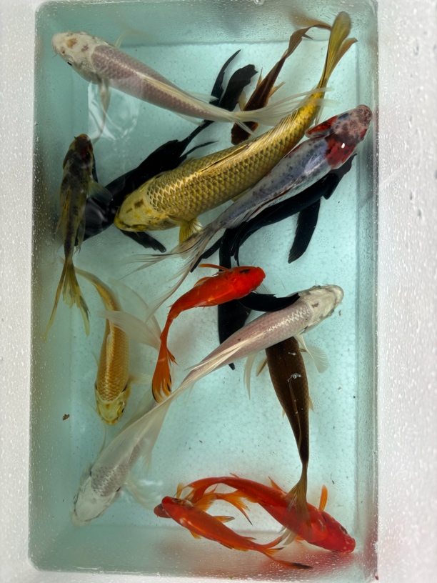 【1--100号】 锦鲤 草金 混搭 一盆一拍 找到相应编号下单 