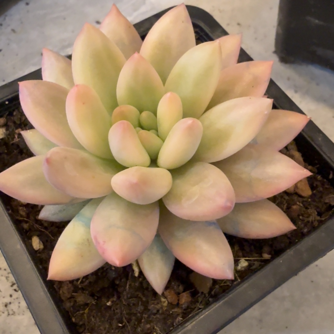 红蜻蜓 安吉园艺锦