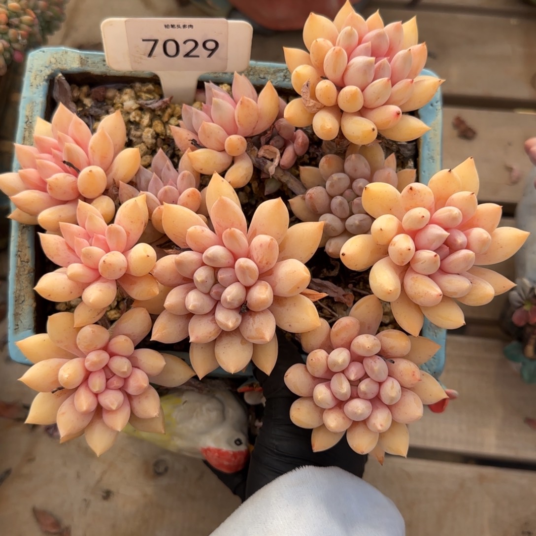 7029。         所罗门群肉