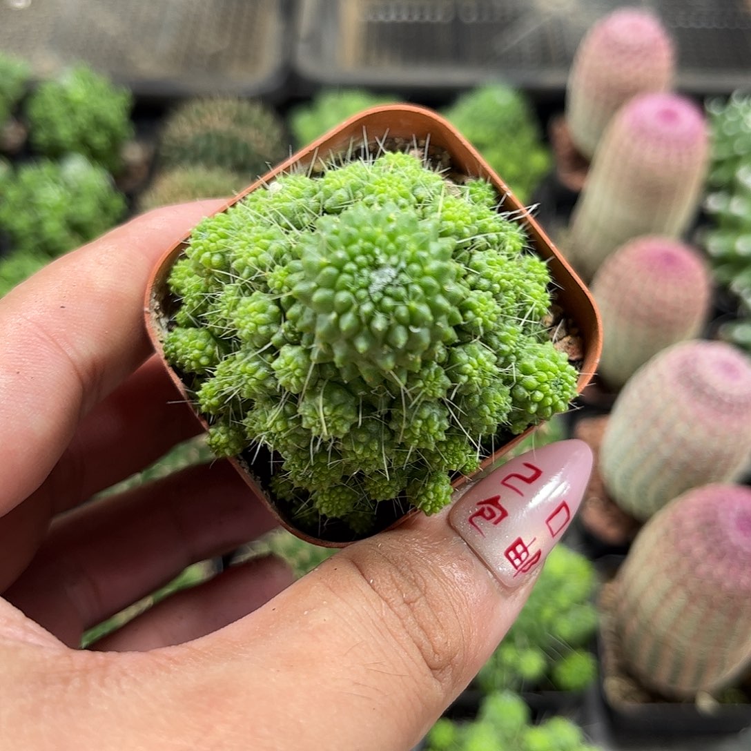 精选无刺白柱单头发货有根