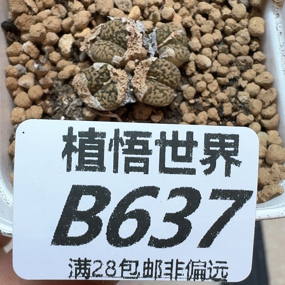 多肉植物的润泽额c g