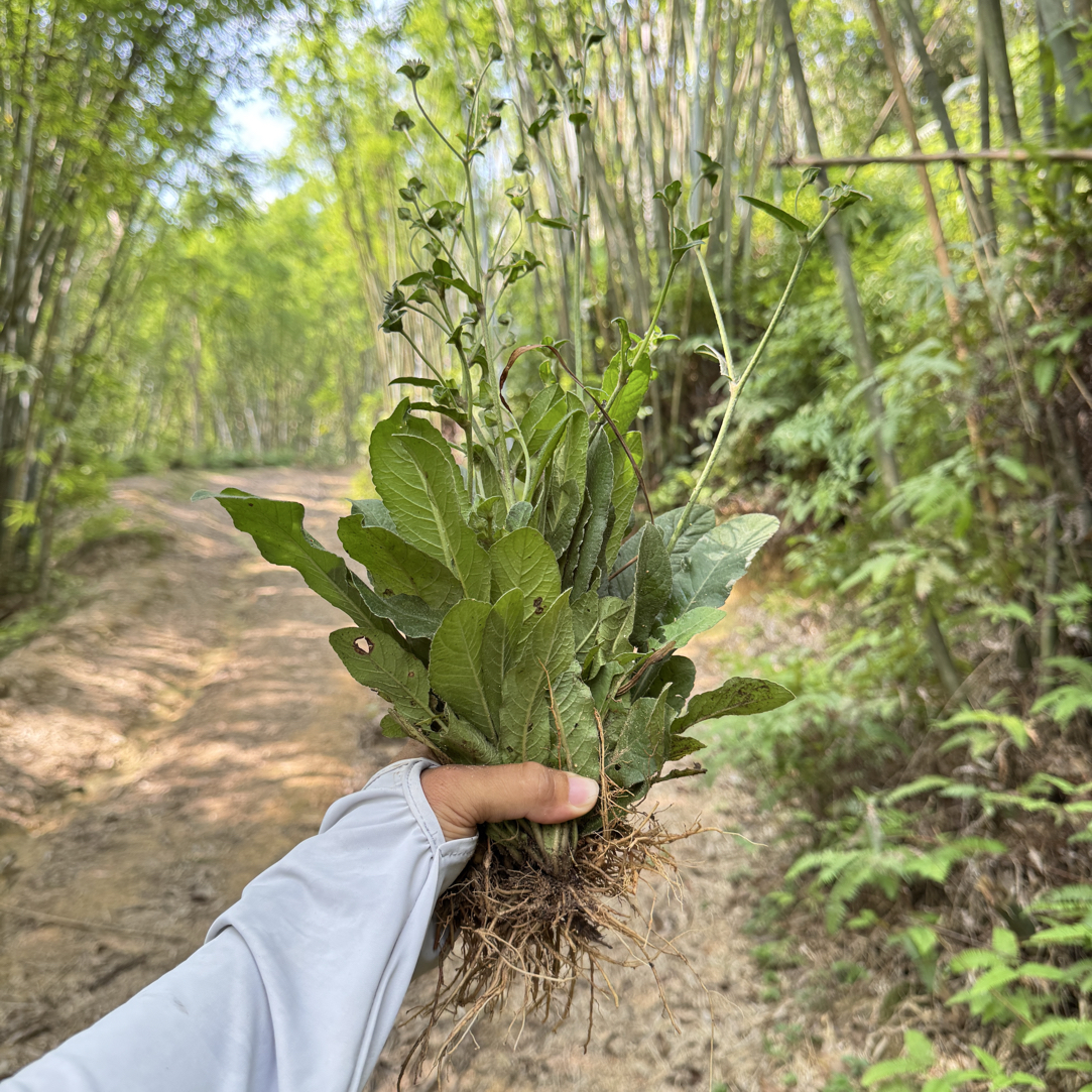 （新鲜发货）纯野地胆头自挖山货煲老鸭汤
