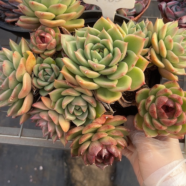 两单包邮，一物一拍，185变异